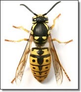 Lincs Wasp Nest Removal 1019263 Image 1