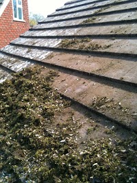moss removal expert 1017280 Image 2